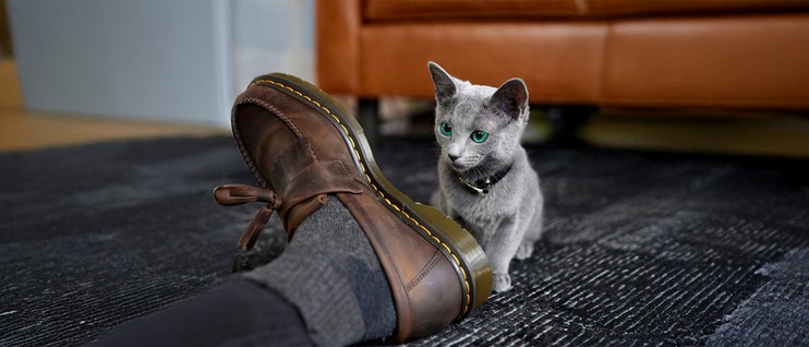 How To Take Care of a Kitten: Essential Care Tips  