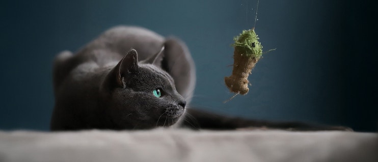 Cat Personalities: How to Play With Your Cat