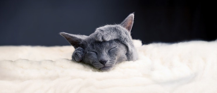 Kitten Care Guide:  How To Raise Your Kitten Right