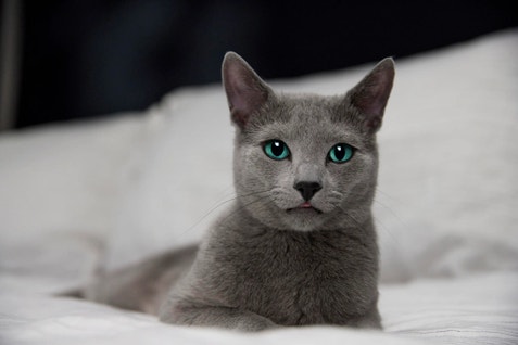 Why Do Cats Knead? Types, Behavior, and What It Means