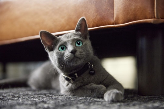 Young cat in its home