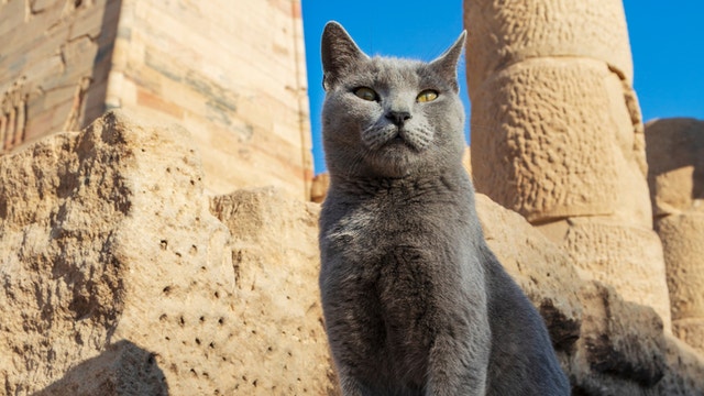 Ancient Egyptian Pharaohs Descendant