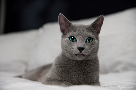 Grey cat ready to nap after kneading their bedding