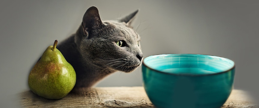 Cat sniffing blue bowl