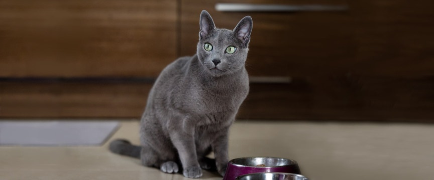 Beautiful gray cat waiting at their food dish