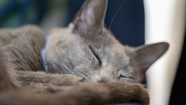 Grey cat sleeping