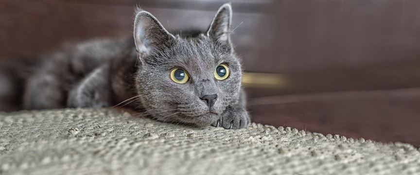 Gray cat sitting on the edge of a rug