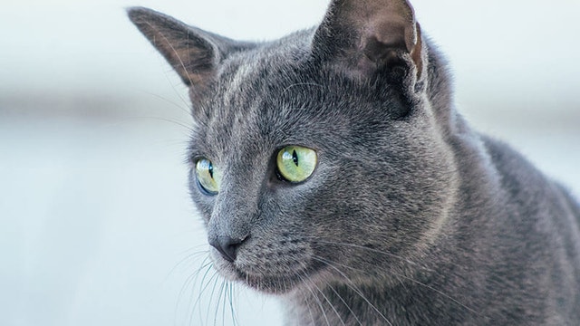 Close-up of cat staring
