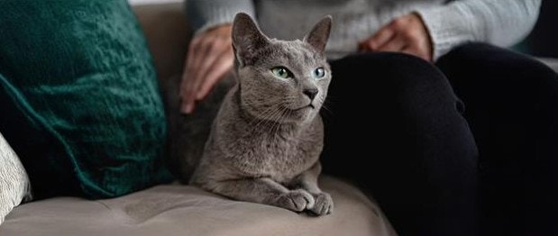 Grey cat sitting on the sofa being pet by their owner