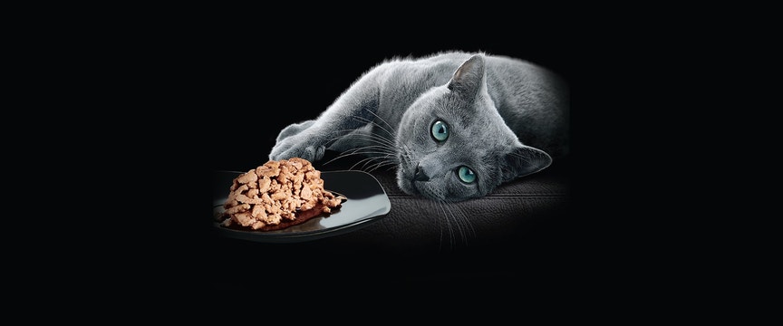 Gray cat lying next to food