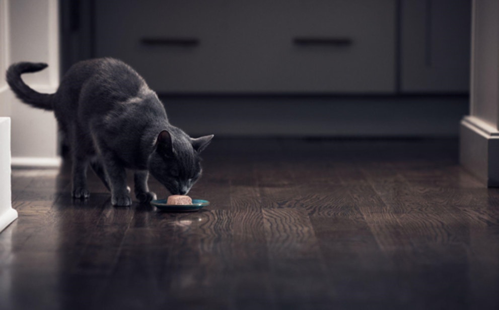 Cat eating SHEBA® wet cat food