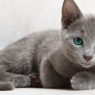 Can kittens top eat sheba