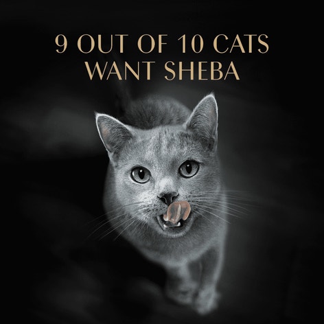 SHEBA® PERFECT PORTIONS™ Cuts in Gravy Roasted Chicken Entrée, Sustainable Salmon Entrée, and Tender Turkey Entrée image 1