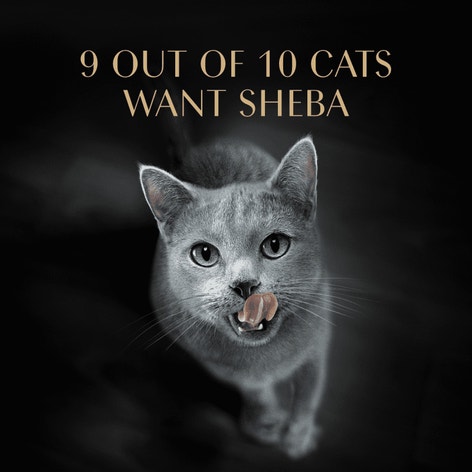 SHEBA® PERFECT PORTIONS™ Premium Paté Roasted Turkey Entrée image 1