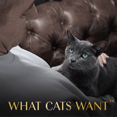 Sheba® Selections Filets in Broth Cat Meal Complement Chicken & Shrimp Recipe image 1