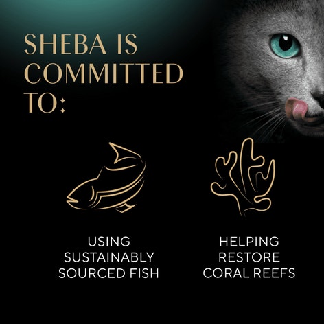 SHEBA® PERFECT PORTIONS™ Bistro Salmon in Creamy Sauce Entrée image 1