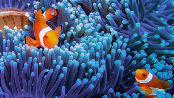 two clown fish swimming through anemone