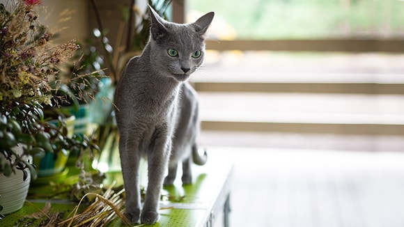 sheba