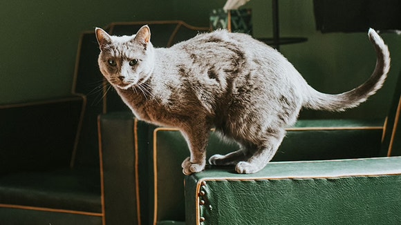 Gray cat standing on the arm of a chair