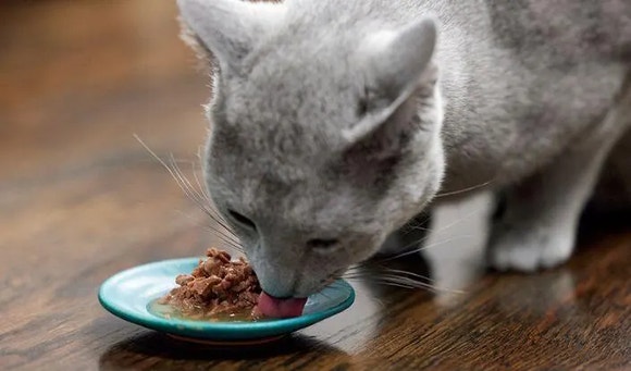 SHEBA Gravy Indulgence 705x415.jpg