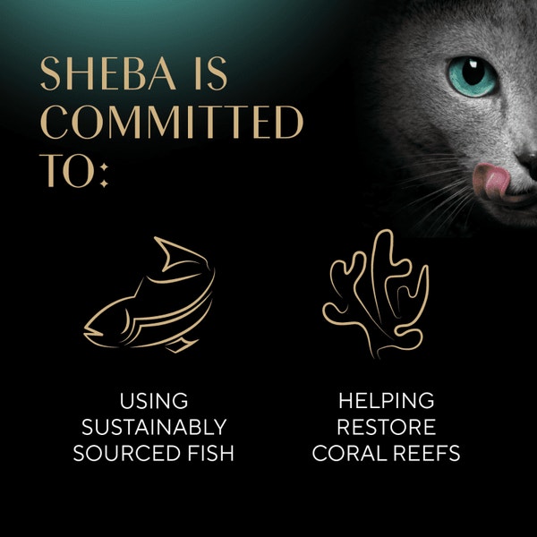 SHEBA® CAT TREATS Meaty Tender Sticks Chicken Flavor image 4