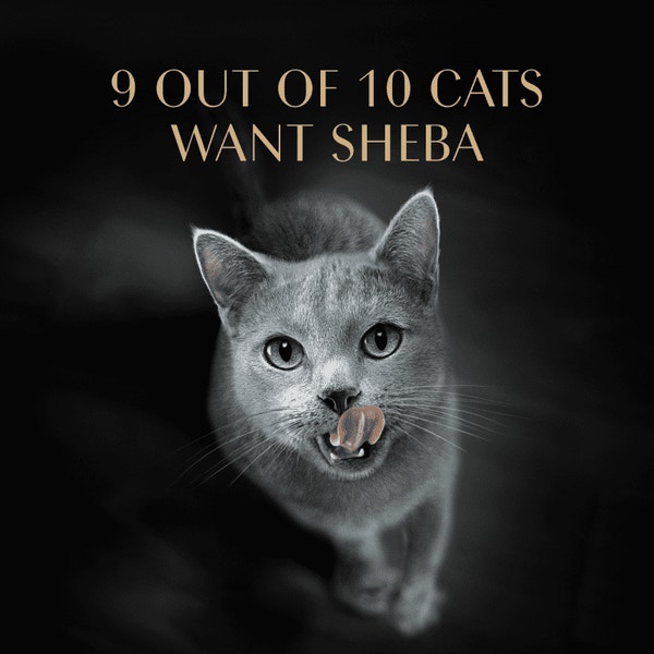 SHEBA® PERFECT PORTIONS™ Cuts in Gravy Tender Turkey Entrée image 4