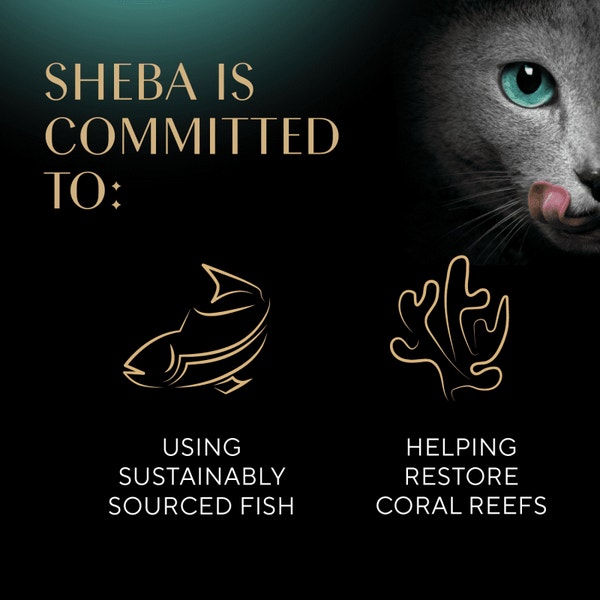 SHEBA® PERFECT PORTIONS™ Bistro Salmon in Creamy Sauce Entrée image 4