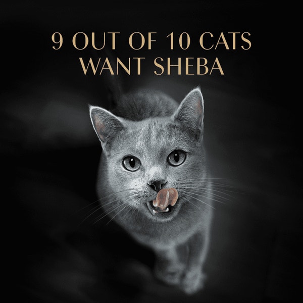 SHEBA® PERFECT PORTIONS™ Premium Paté Tender Beef Entrée image 4