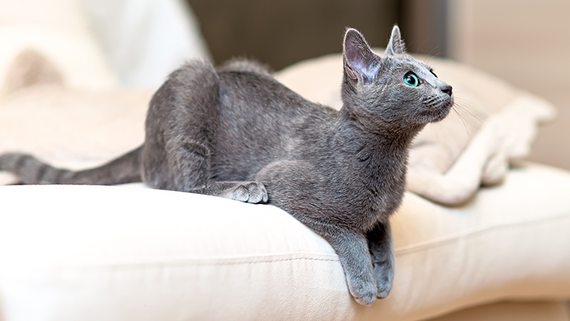 Kitten ready to pounce