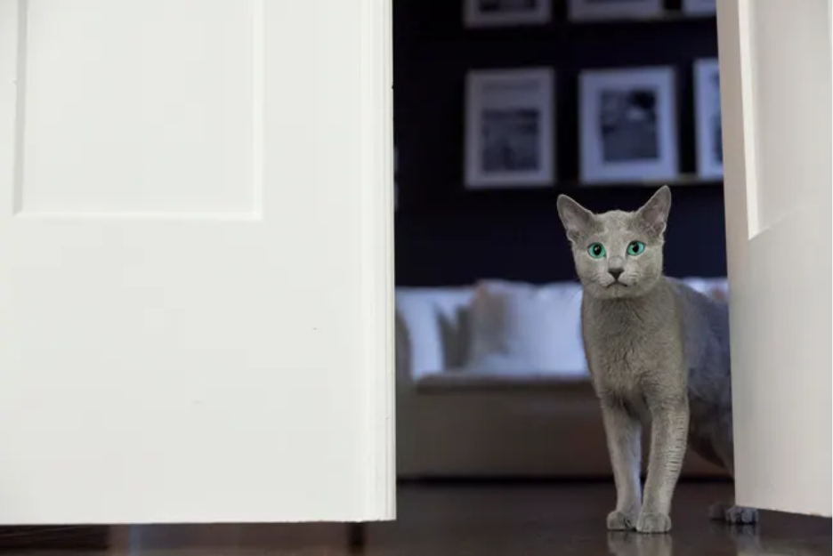 A cat standing in a doorway waiting on food