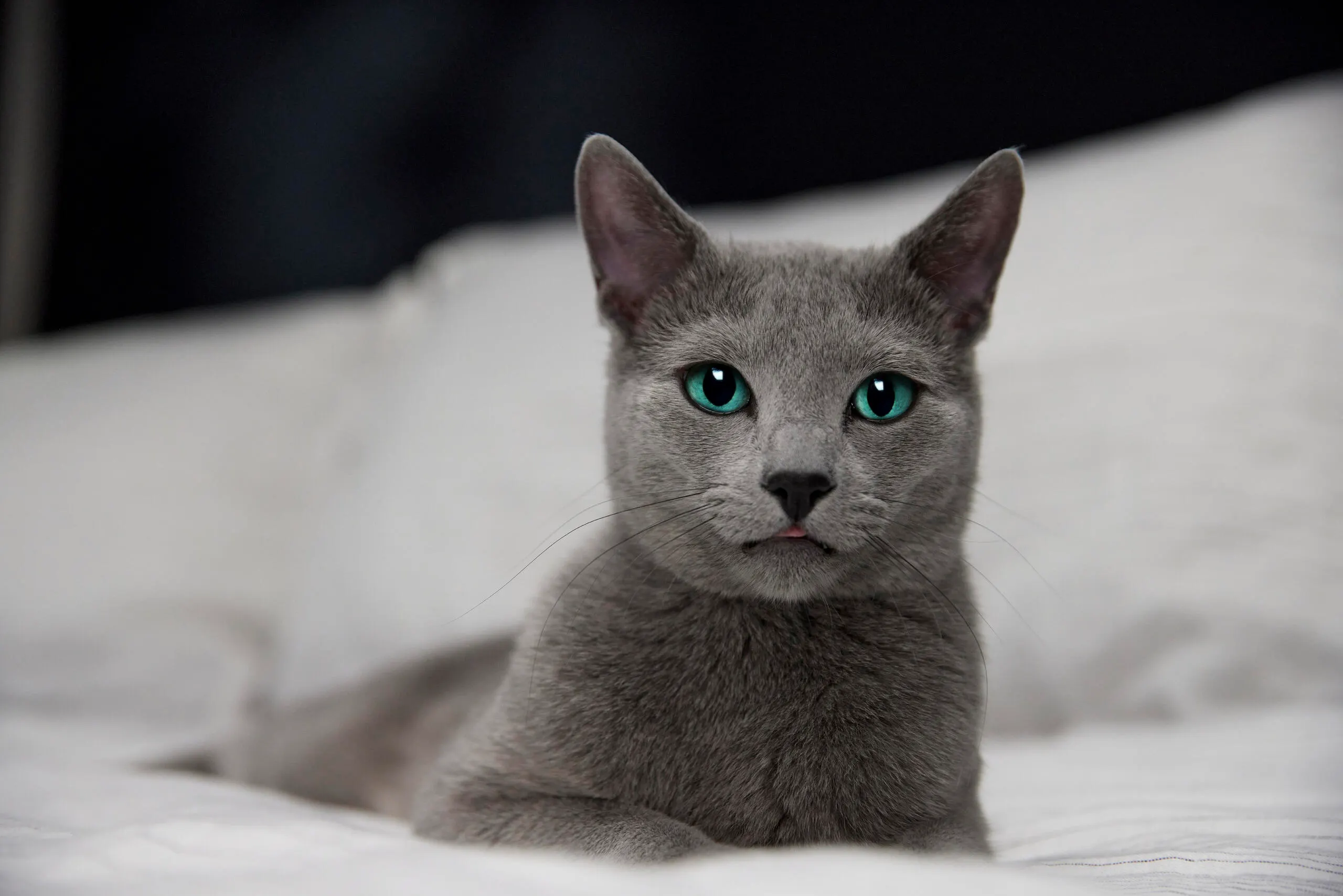 Cat relaxing on a bed