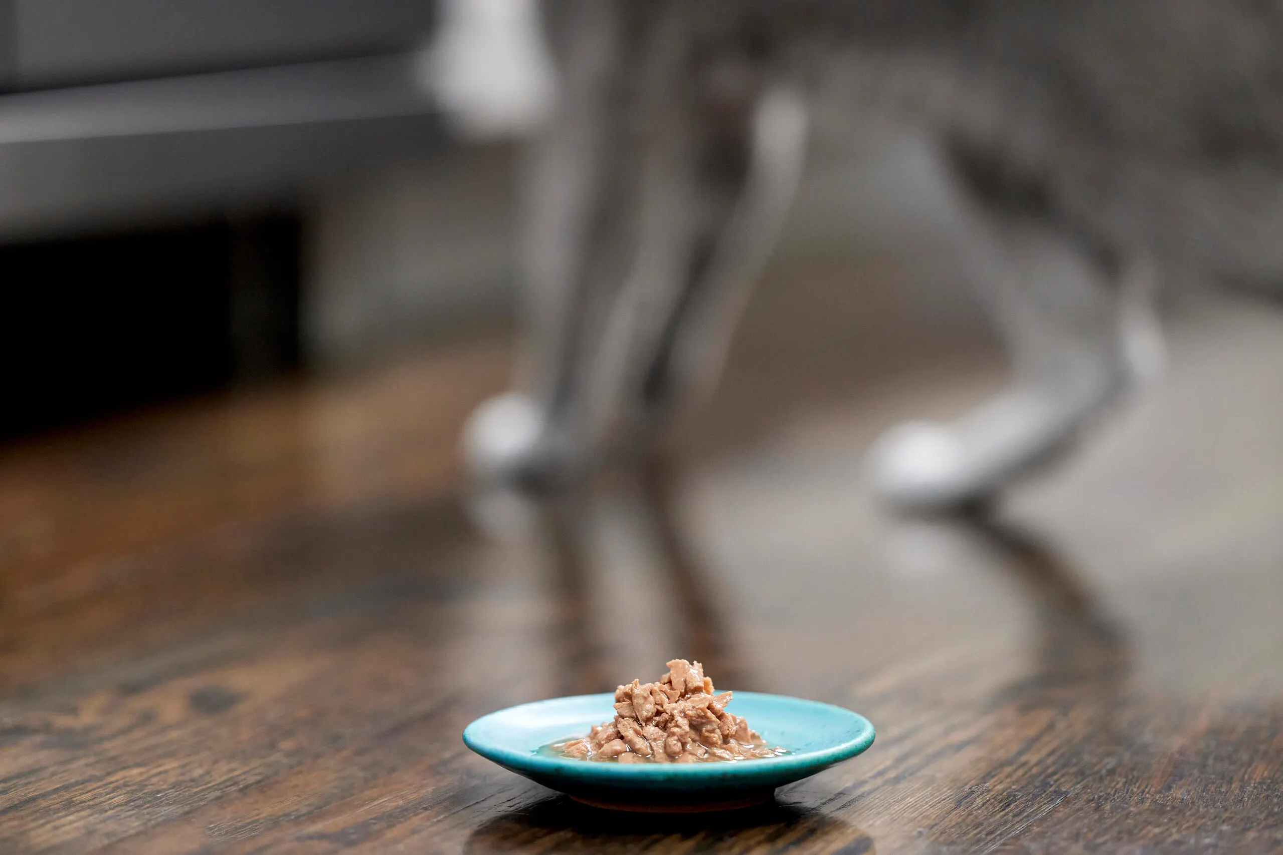 Bowl of cat food on kitchen floor