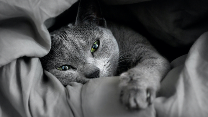 Cat ready for sleep