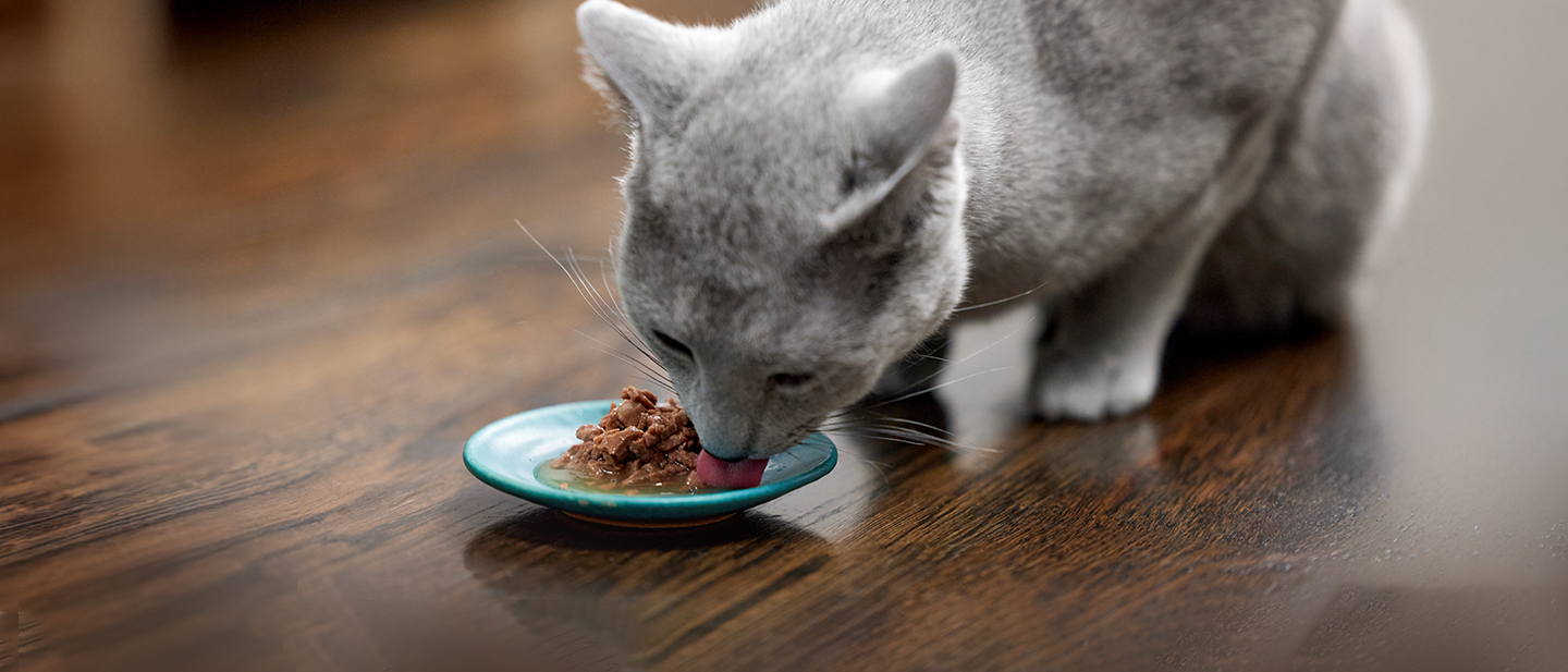 Gray cat eating wet cat food from a blue dish