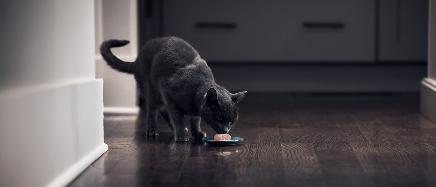 Black cat eating a meal