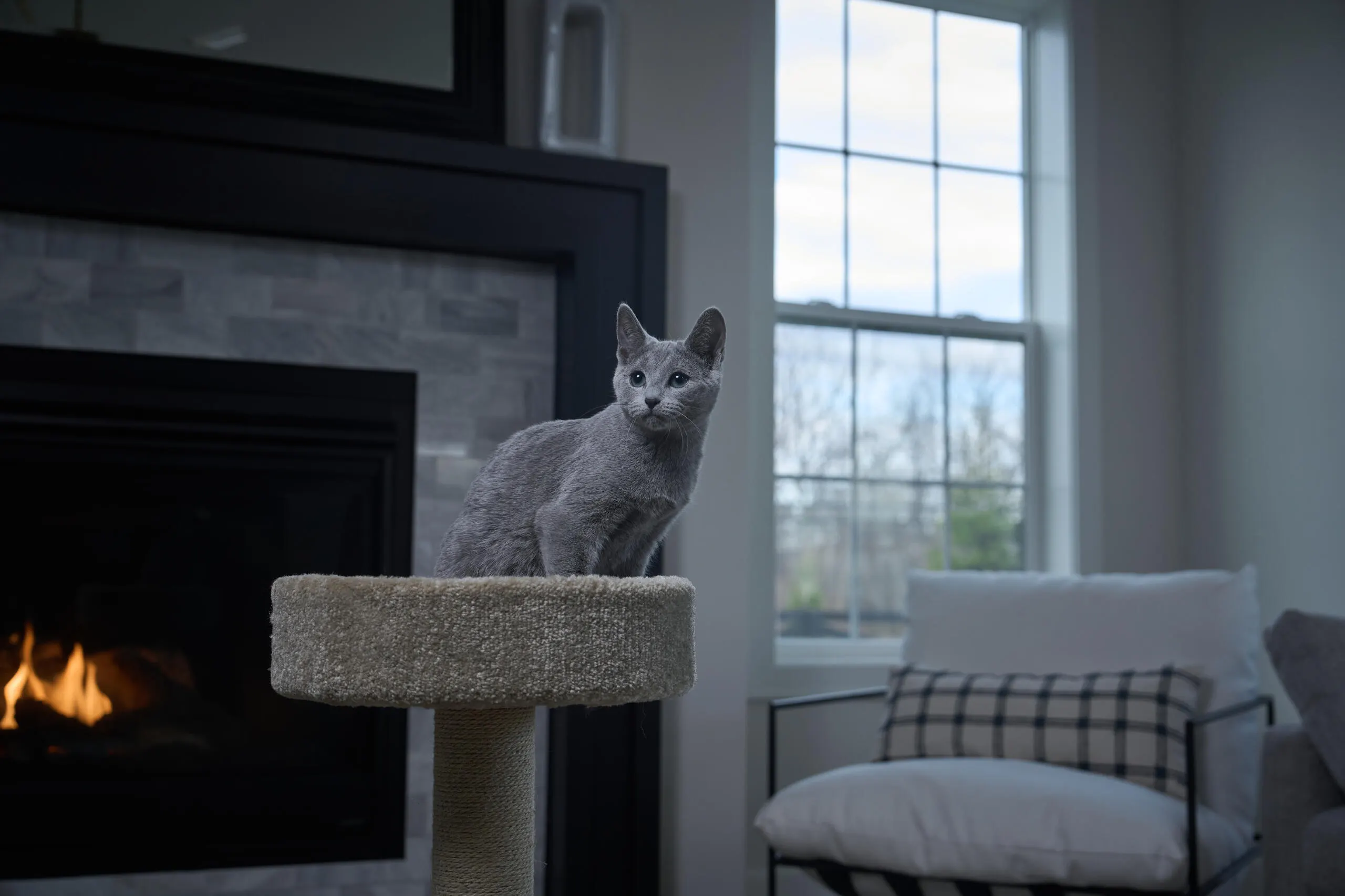 Gray cat sitting on top of a cat tree in a living room